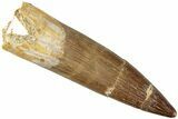 Fossil Plesiosaur (Zarafasaura) Tooth - Morocco #237601-1